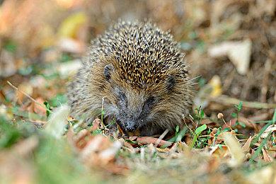 《Spellbound Survivors》登陆Steam 吸幸系肉鸽动作射击